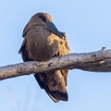 Hammerkop